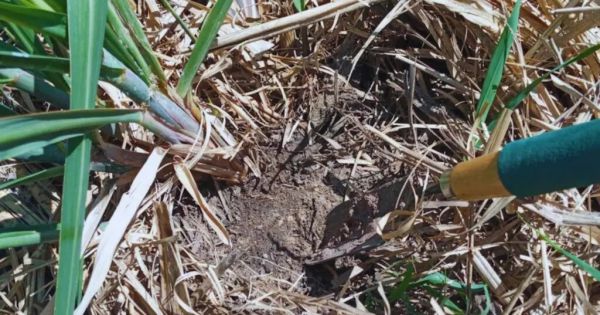 Estudian Cómo Restaurar Suelos Agrícolas Degradados En El Norte ...