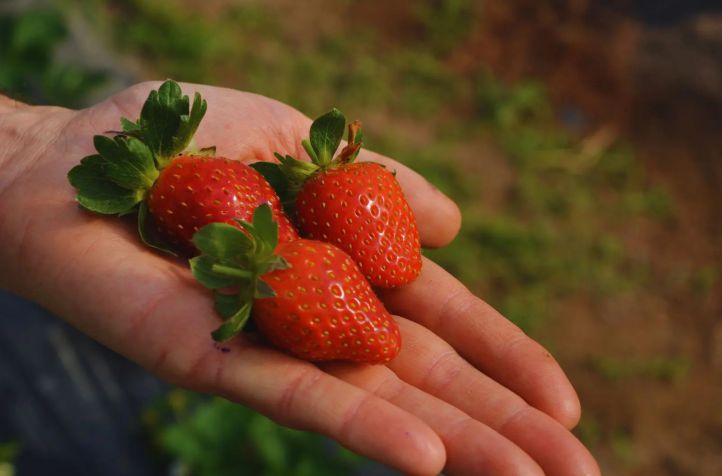 Promueven la integración de energías renovables para cultivar frutillas en microtúneles